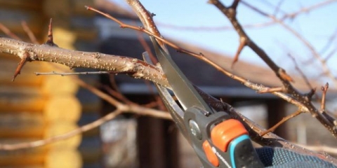 Kako pravilno rezati krušku u jesen: shema, priprema za zimu u sibiru, moskovska regija